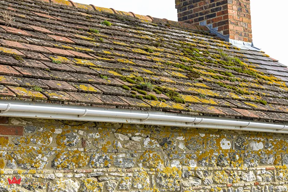 Yellow lichen and moss on tiles above a flint wall