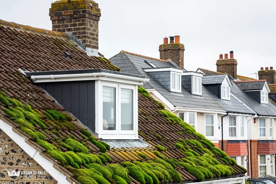 Moss growing thickly on a tiled roof beside a dormer window